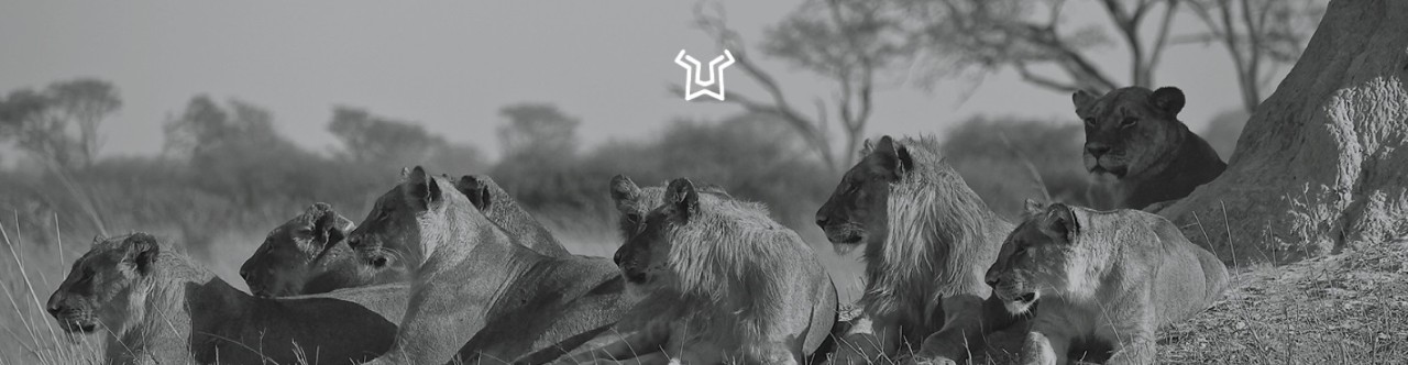 Una manada de leones tras el logotipo de Lionbridge